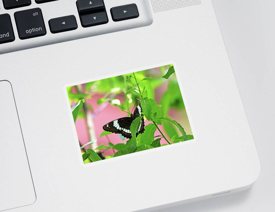 Butterfly Sticker featuring the photograph White Admiral by Debbie Oppermann