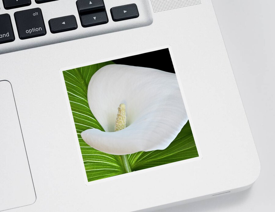 Calla Sticker featuring the photograph White Calla by Heiko Koehrer-Wagner