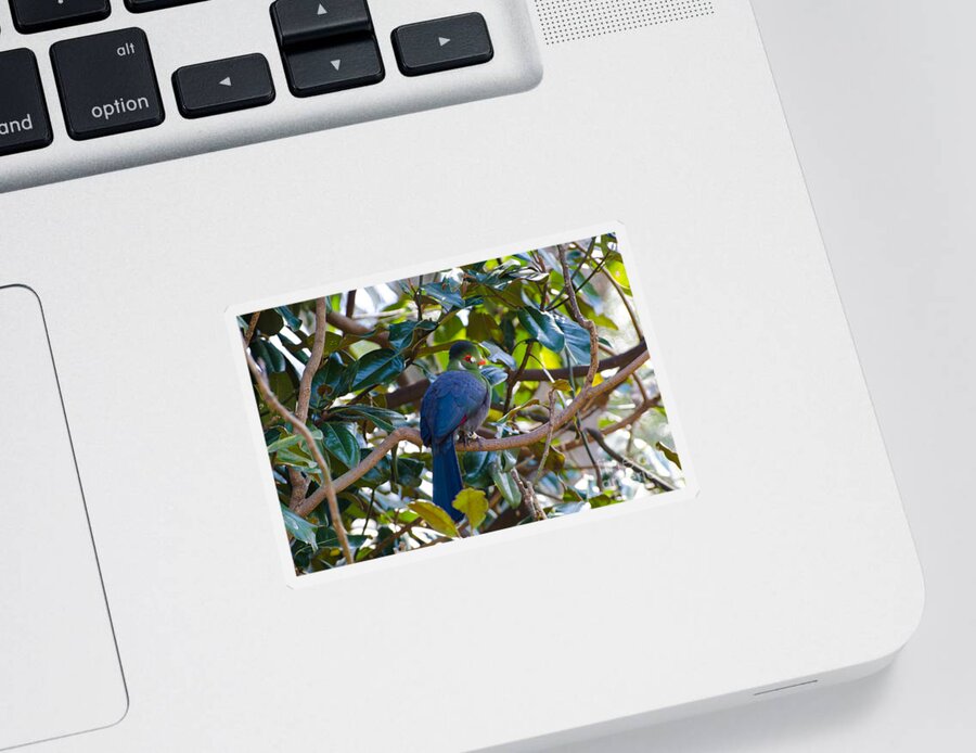 Bird Sticker featuring the photograph White-Cheeked Turaco by Donna Brown