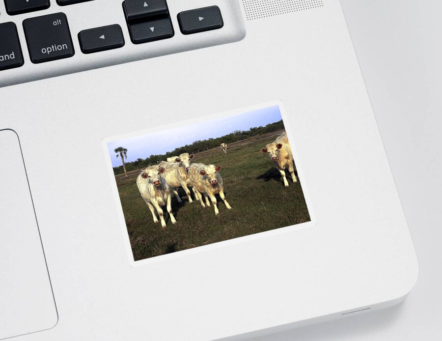 White Cows Sticker featuring the photograph White Cows by Sally Weigand