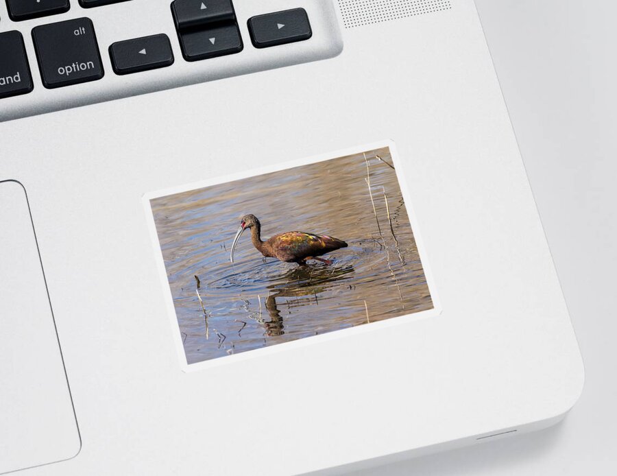 Ibis Sticker featuring the photograph White-faced Ibis in Breeding Plumage by Kathleen Bishop