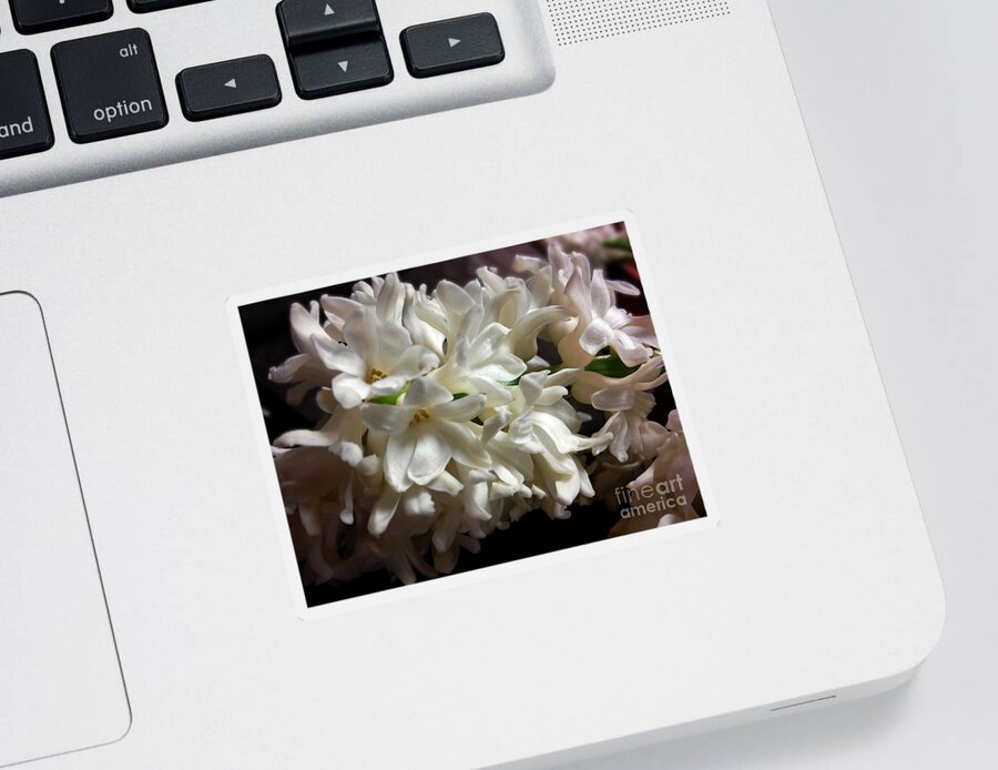 White Hyacinth Sticker featuring the photograph White Hyacinth by Jasna Dragun