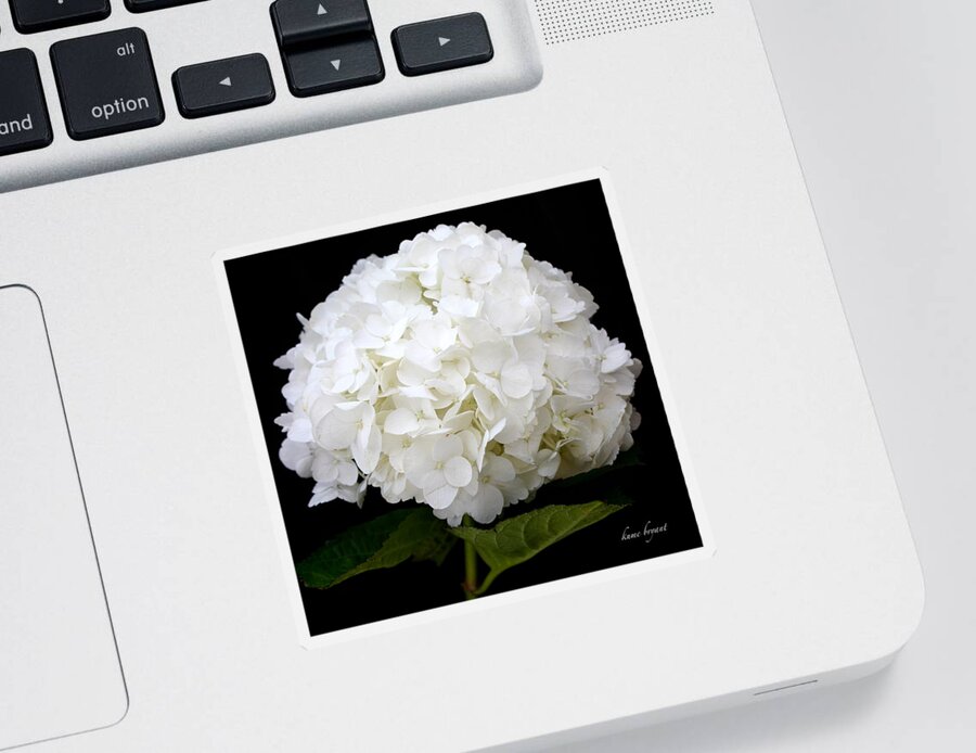 White Sticker featuring the photograph White Hydrangea by Kume Bryant