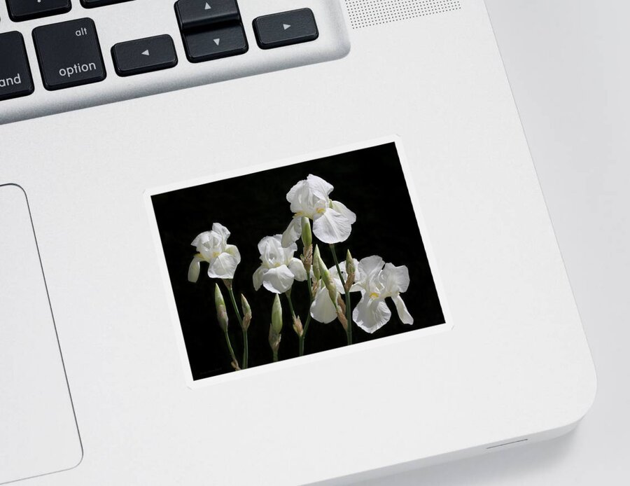 Bearded Iris Sticker featuring the photograph White Iris Flowers in The Garden by Jennie Marie Schell
