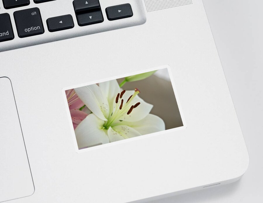 Humility Sticker featuring the photograph White Lily 5 by Elena Perelman