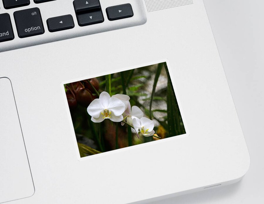 Bonnie Follett Sticker featuring the photograph White Orchids by Bonnie Follett