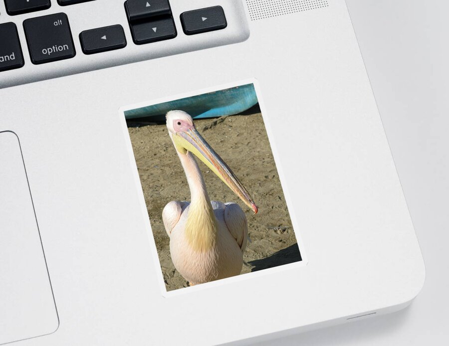 White Pelican Sticker featuring the photograph White Pelican by Sally Weigand