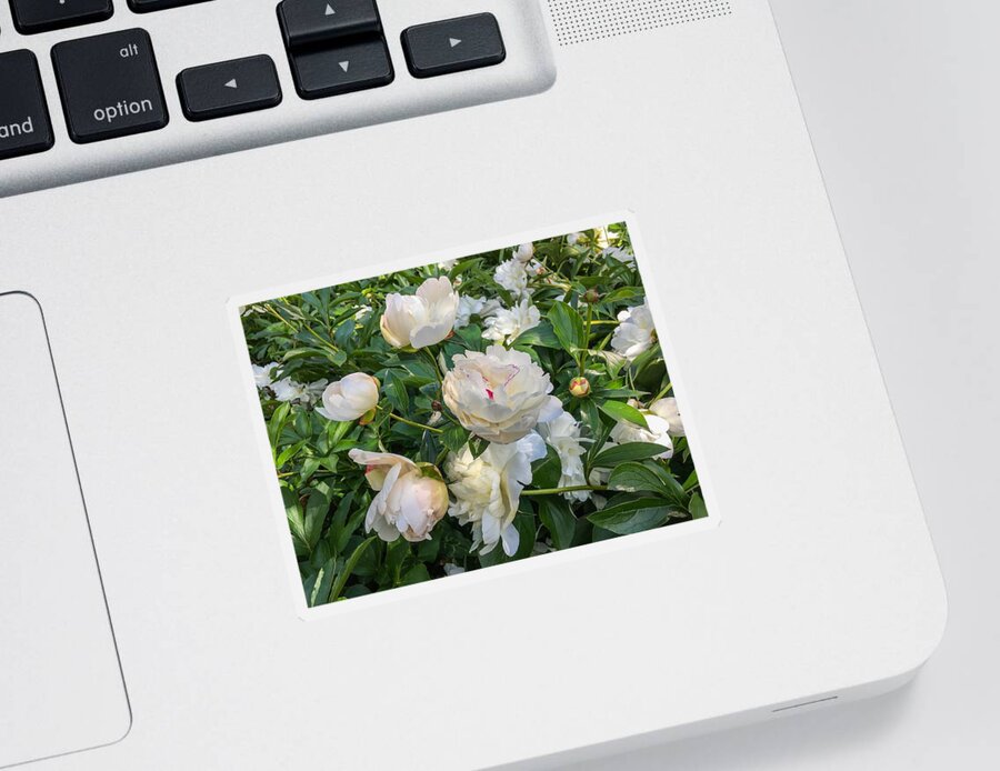 White Peonies Sticker featuring the photograph White Peonies in North Carolina by Chris Berrier