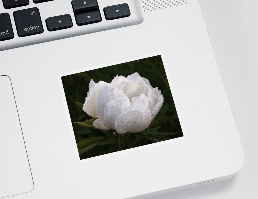 White Tree Peony Sticker featuring the photograph White Peony Covered in Raindrops by Gill Billington