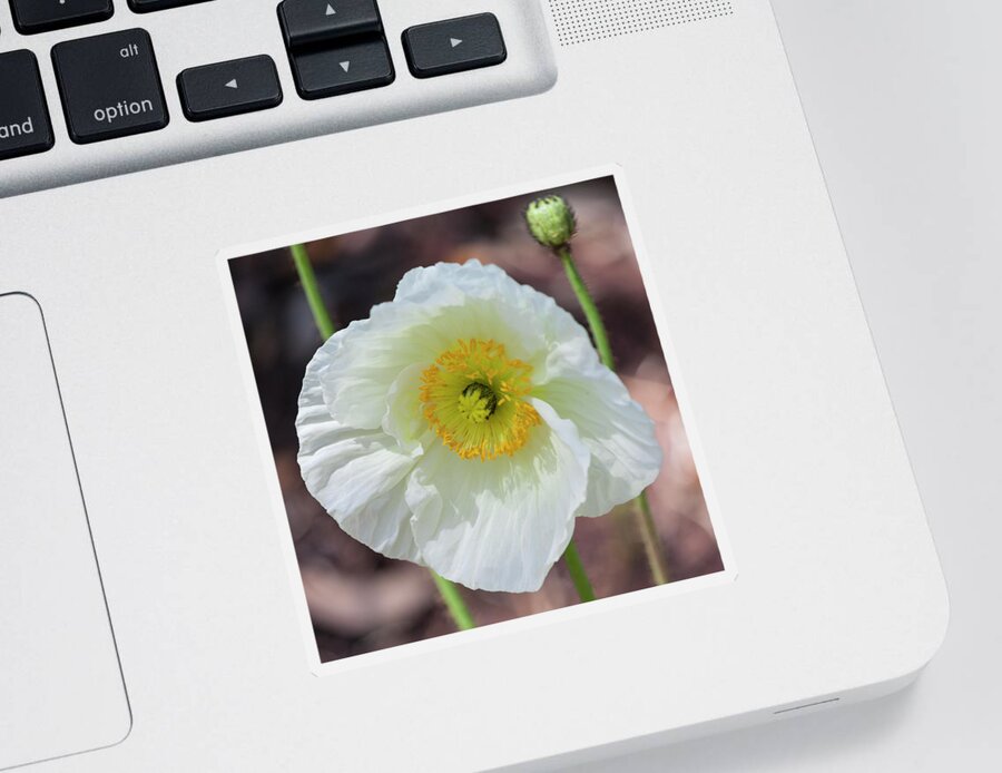 Photograph Sticker featuring the photograph White Poppy by Suzanne Gaff
