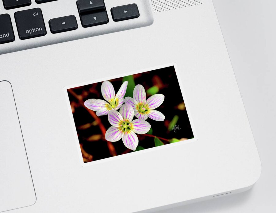 Macro Photography Sticker featuring the photograph Virginia Spring Beauty Flower by Meta Gatschenberger