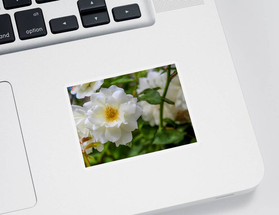 White Sticker featuring the photograph White Rose by Alison Frank