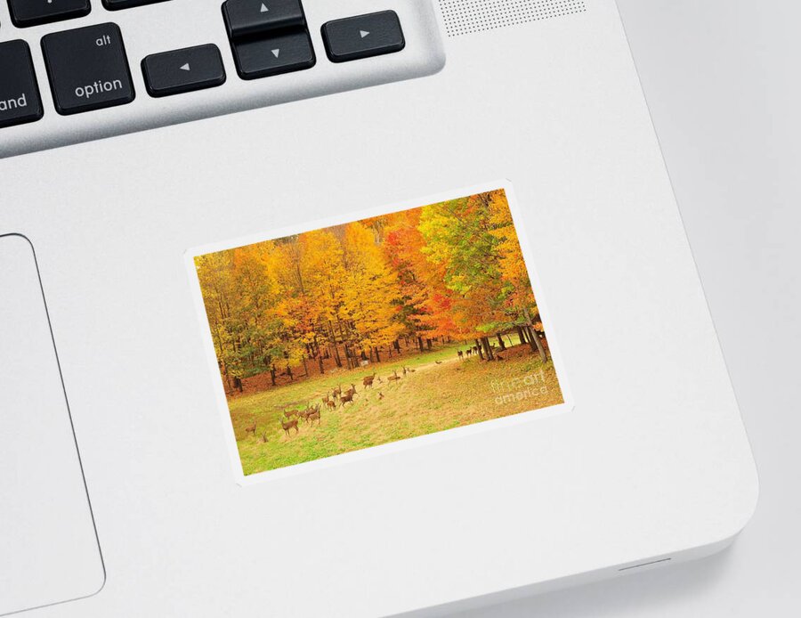 Deer Sticker featuring the photograph White Tail Deer in Autumn by Terri Gostola