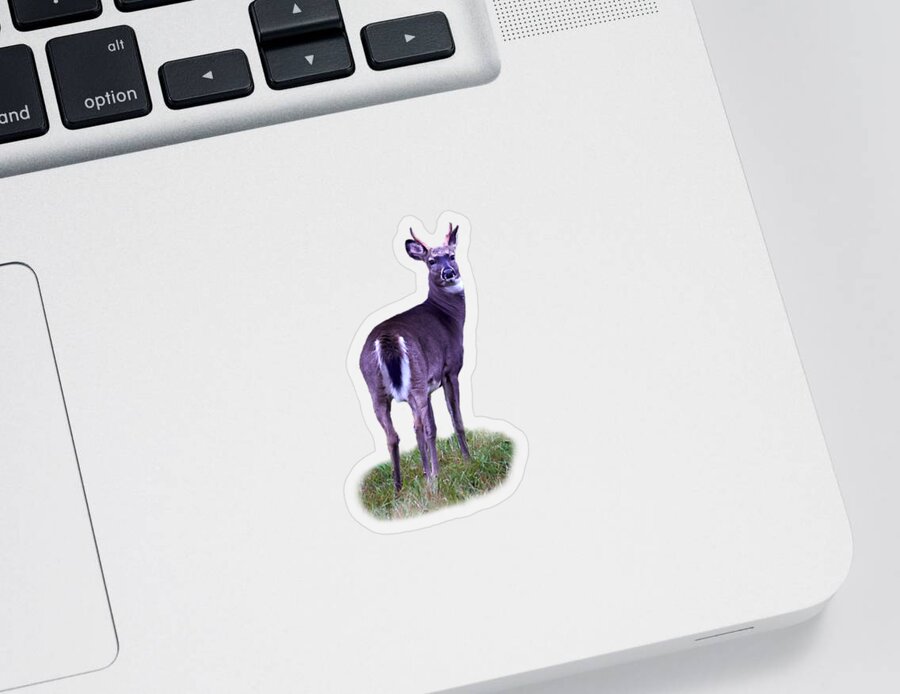 Finland Sticker featuring the photograph White tail transparent by Jouko Lehto