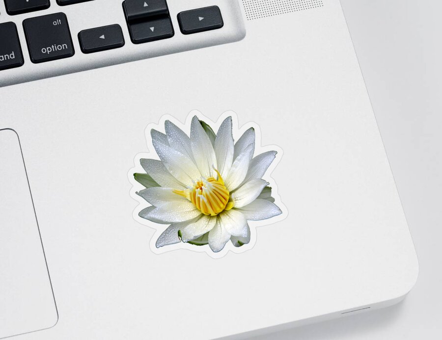 Waterlily Sticker featuring the photograph White Waterlily with Dewdrops by Rose Santuci-Sofranko