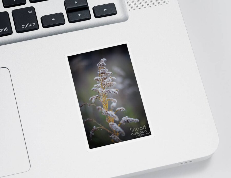 Red Oak Sticker featuring the photograph White Weeds In Winter, Oak Grove Park, Grapevine, Texas by Greg Kopriva