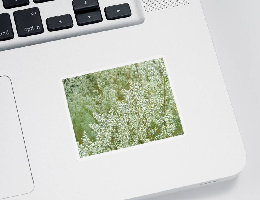 Weeds Sticker featuring the photograph White Weeds by Julie Pappas
