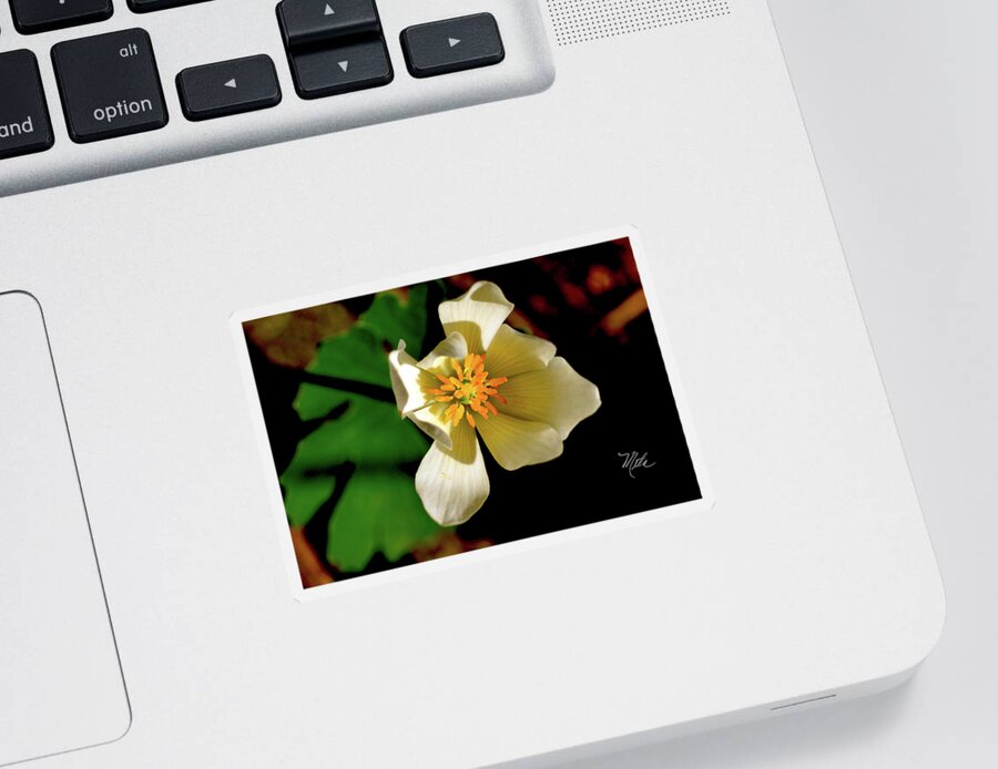 Macro Photography Sticker featuring the photograph Bloodroot White Flower by Meta Gatschenberger
