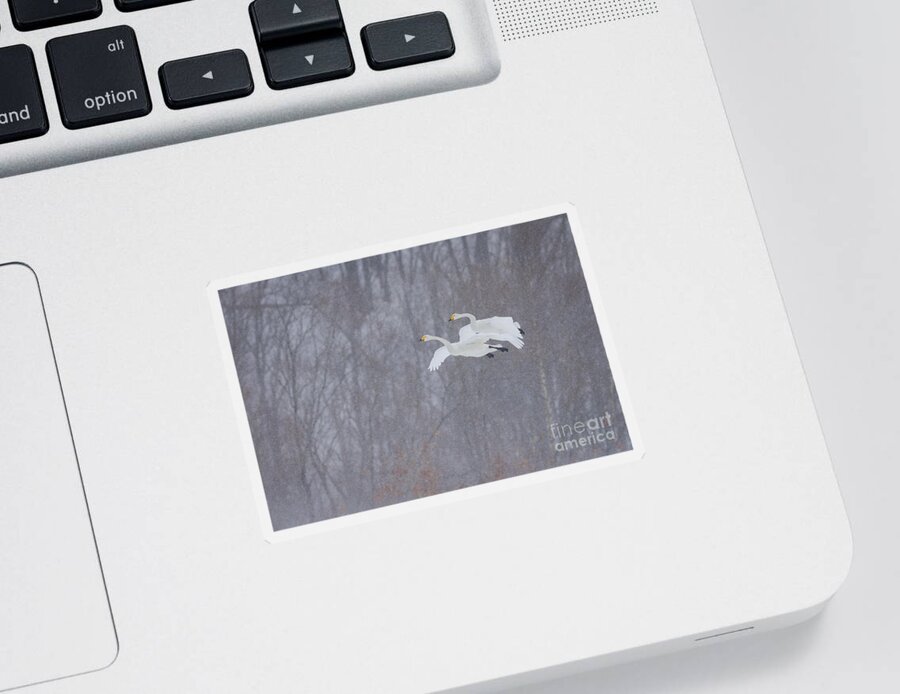 Akan Crane Sanctuary Sticker featuring the photograph Whooper Swans Flying In Snowstorm by John Shaw