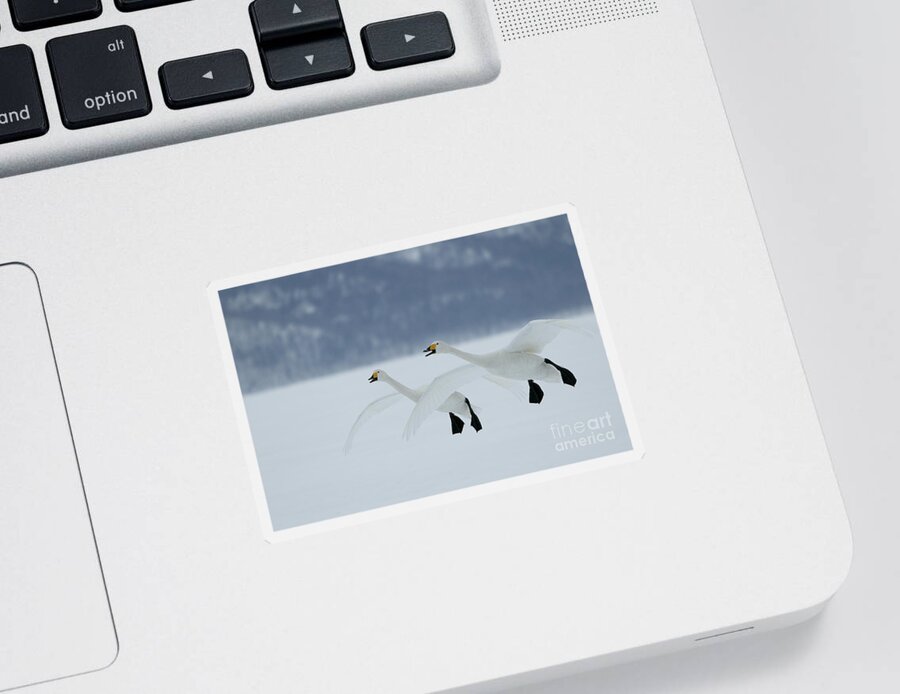 Anatidae Sticker featuring the photograph Whooper Swans In Flight by M Watson
