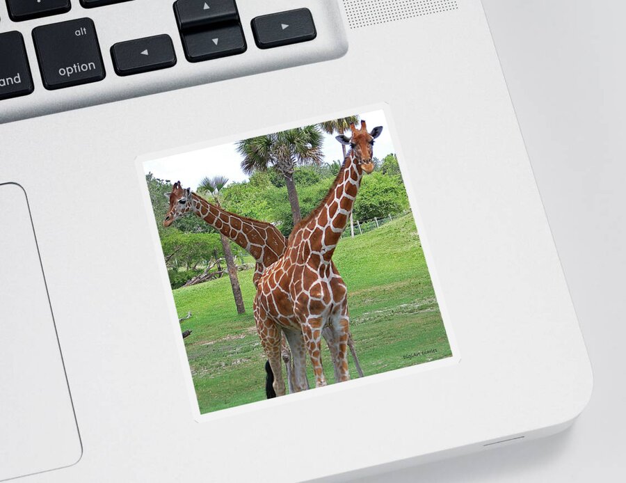 Giraffe Sticker featuring the digital art Whos Watching Whom by DigiArt Diaries by Vicky B Fuller