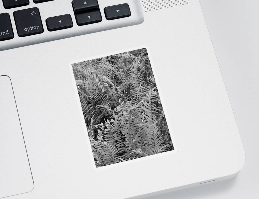 Black Sticker featuring the photograph Wild Florida Ferns by Juergen Roth