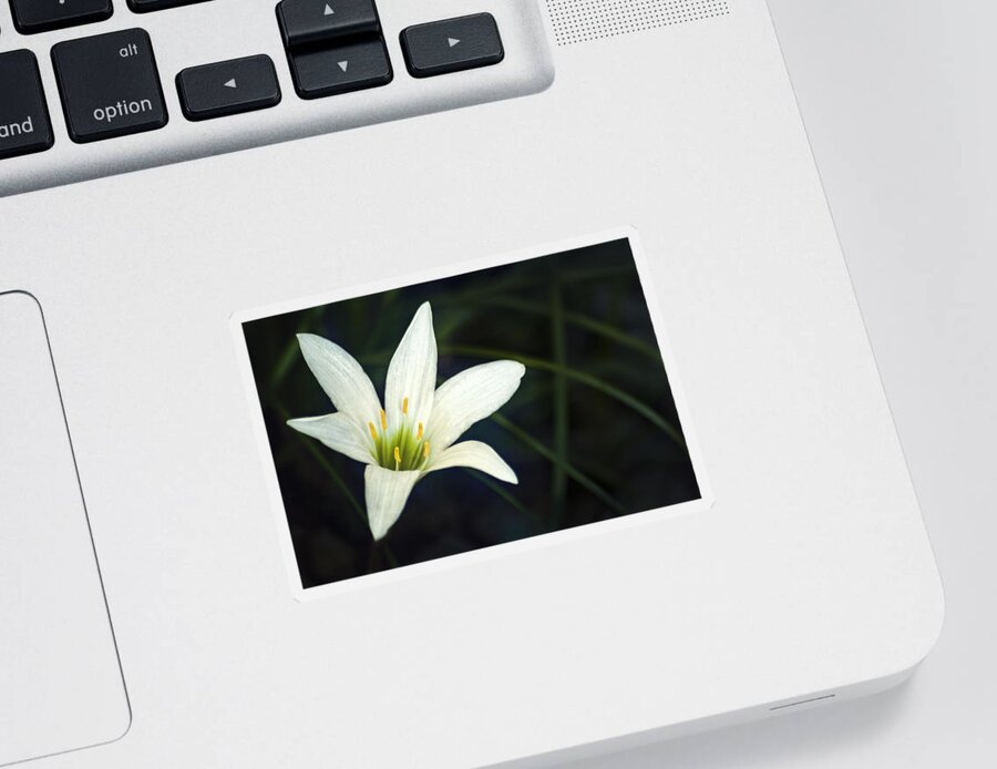 Lily Sticker featuring the photograph Wild Lily by Carolyn Marshall