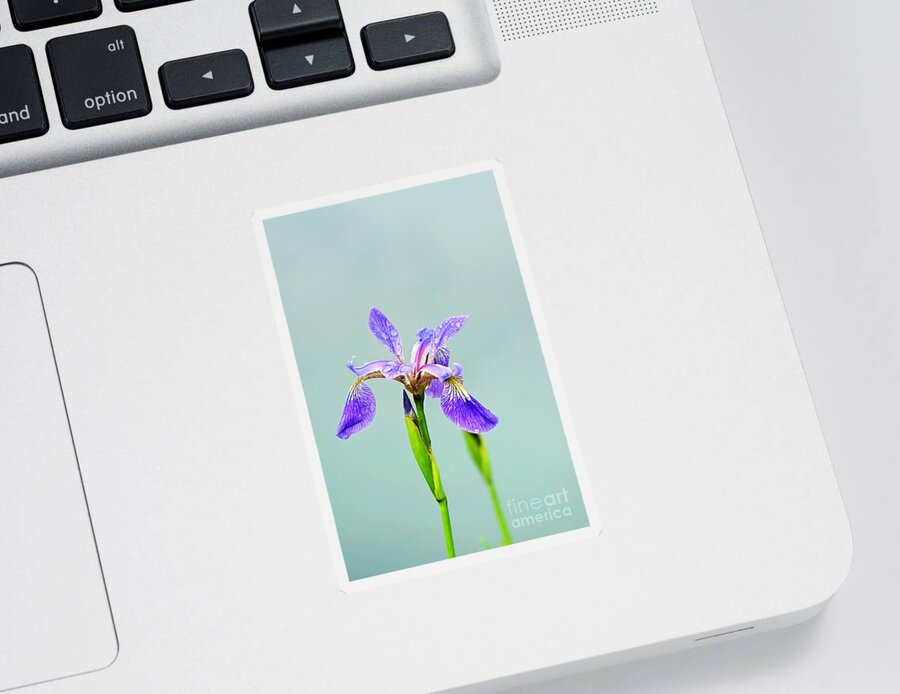 Wild Iris Photo Sticker featuring the photograph Wild Purple Iris Print by Gwen Gibson