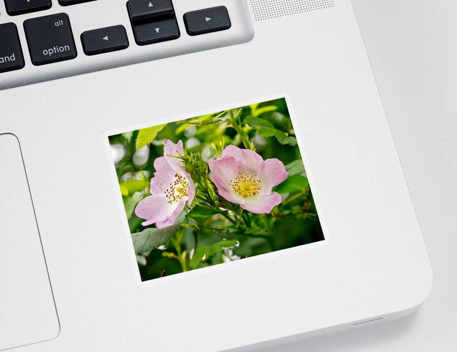 Wild Roses Sticker featuring the photograph Wild Roses. Duo. by Elena Perelman