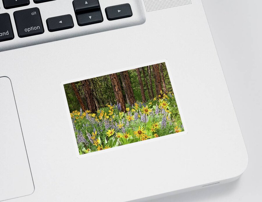 Arrowleaf Balsamroot Sticker featuring the photograph Balsamroot and Lupine in a Ponderosa Pine Forest by Jeff Goulden