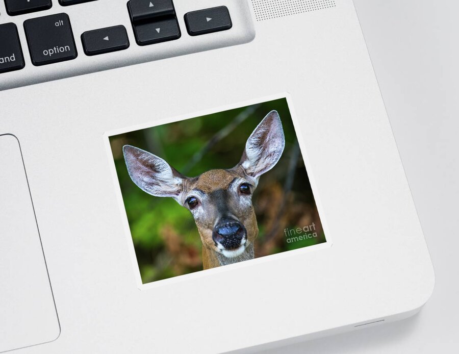 Wildlife Sticker featuring the photograph Wildlife Deer -0486 by Norris Seward
