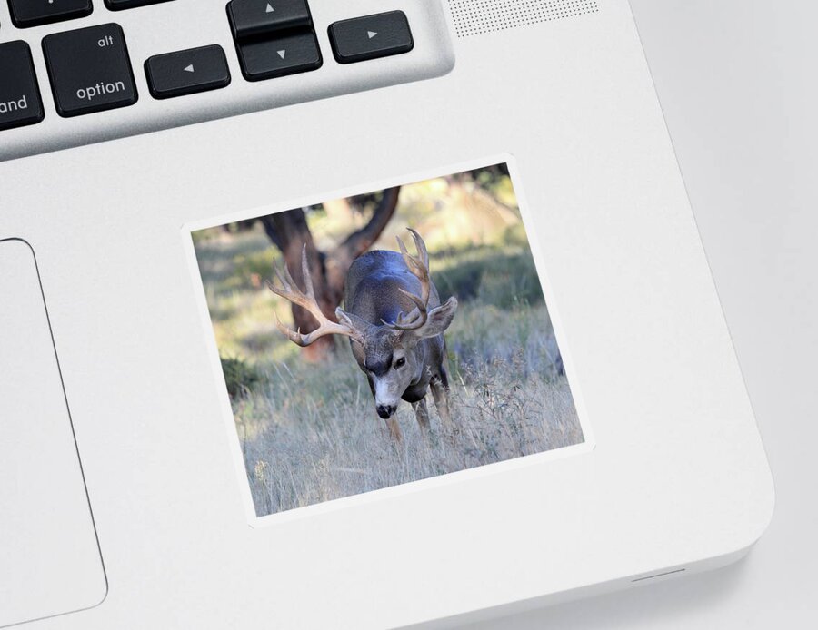 Mule Deer Sticker featuring the photograph Wildlife Wonder by Shane Bechler