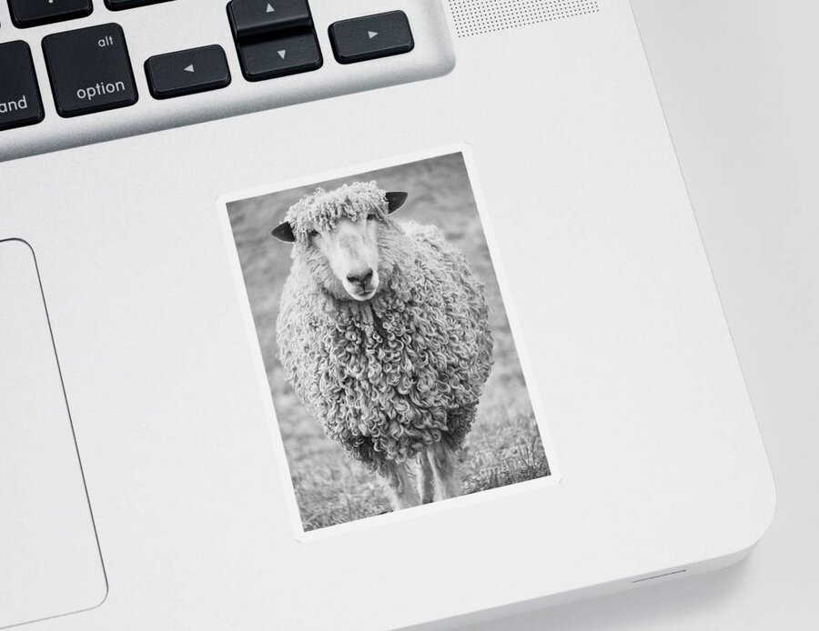 Sheep Sticker featuring the photograph Williamsburg Longwool Sheep by Rachel Morrison
