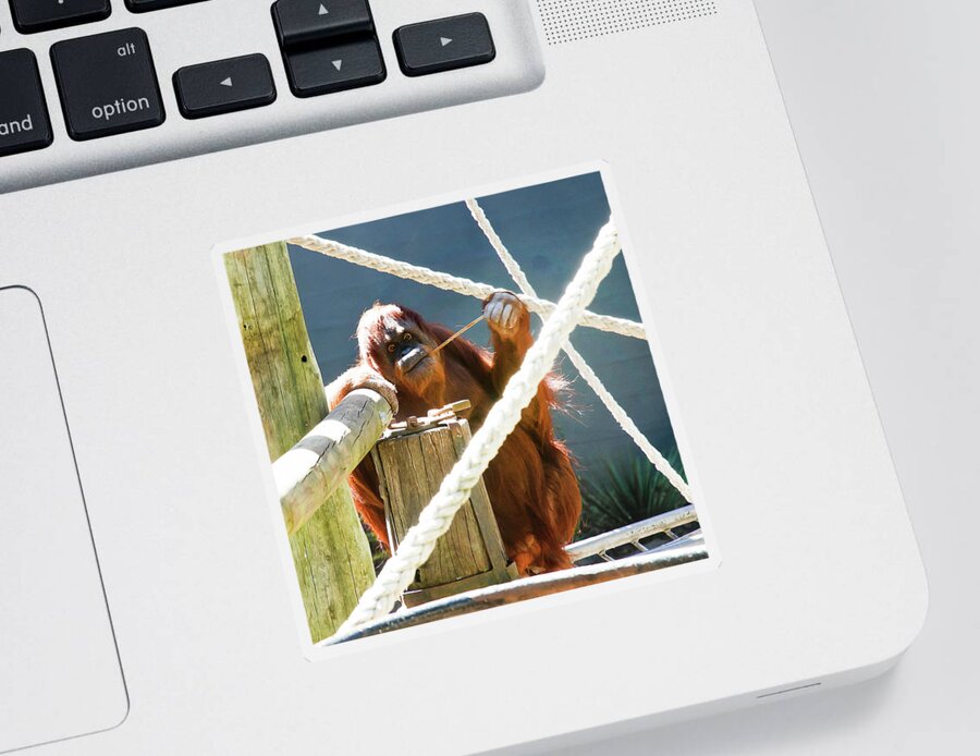 Orangutan Sticker featuring the photograph Willow Enjoyes Honey by Miroslava Jurcik