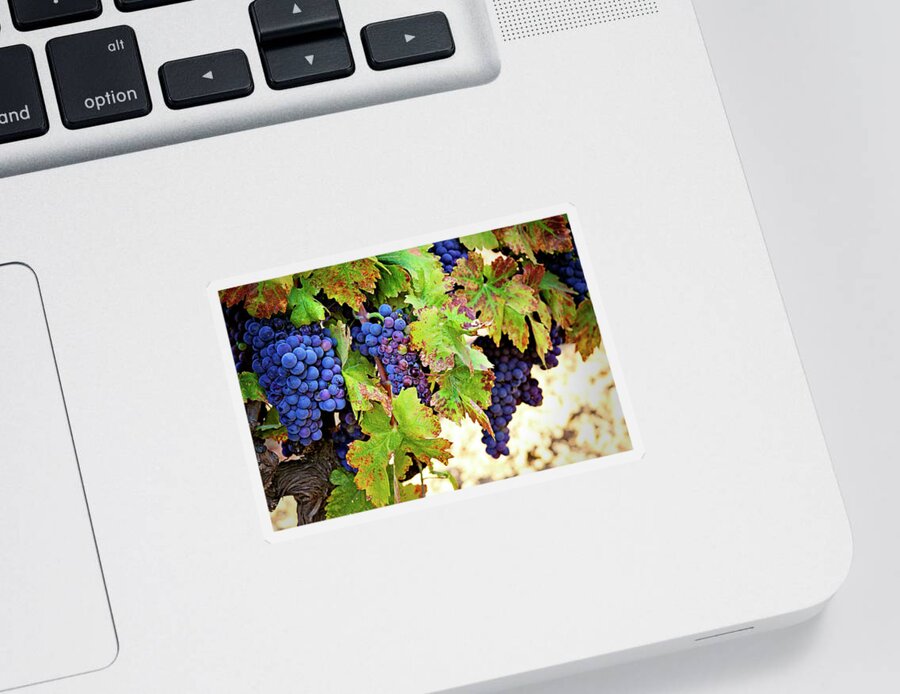 Wine Grapes Sticker featuring the photograph Wine Country - Napa Valley California Photography by Melanie Alexandra Price