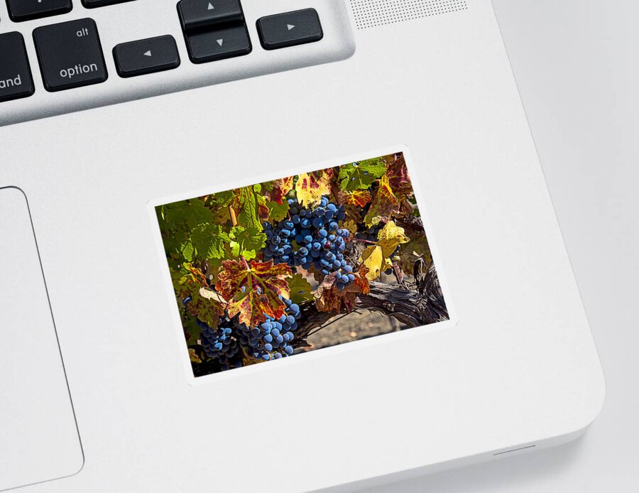 Grapes Sticker featuring the photograph Wine grapes Napa Valley by Garry Gay