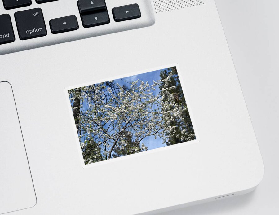 Blossoms Sticker featuring the photograph Winter Apple Blossoms by Michele Myers