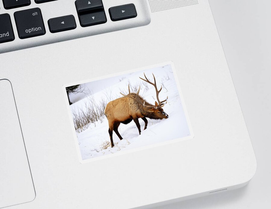 Elk Sticker featuring the photograph Winter Bull by Greg Norrell