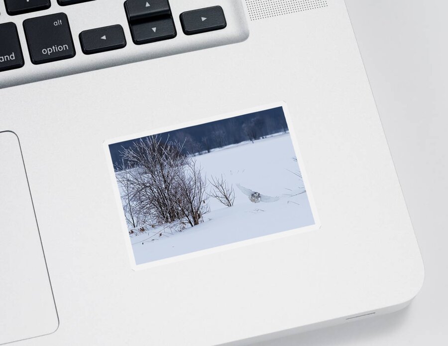Art Sticker featuring the photograph Winter Landscape with Snowy Owl hunting by Mircea Costina Photography