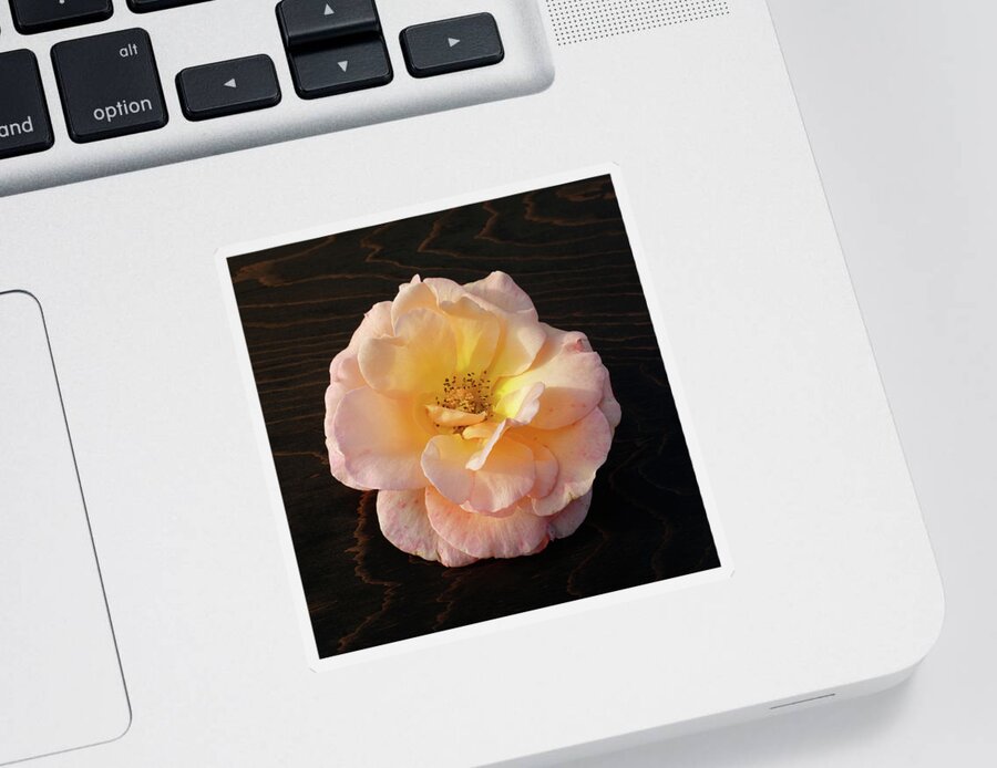 Winter Rose Sticker featuring the photograph Winter Salmon Rose on Antique Wood by Kathy Anselmo