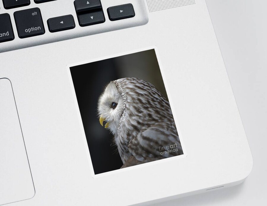Owl Sticker featuring the photograph Wise Old Owl by Kathy Baccari