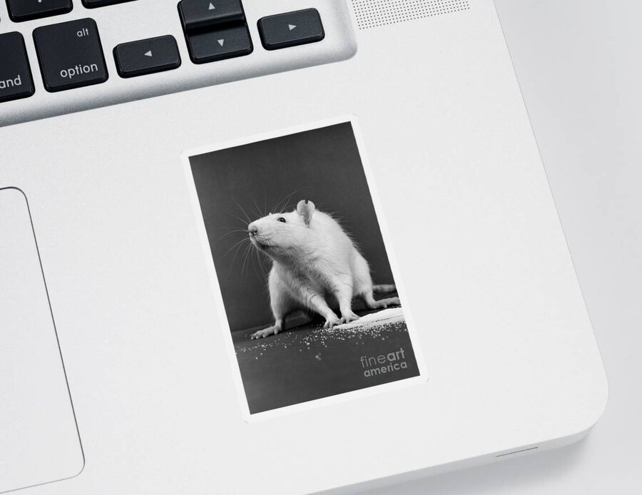 Medical Research Sticker featuring the photograph Wistar Rat by Science Source