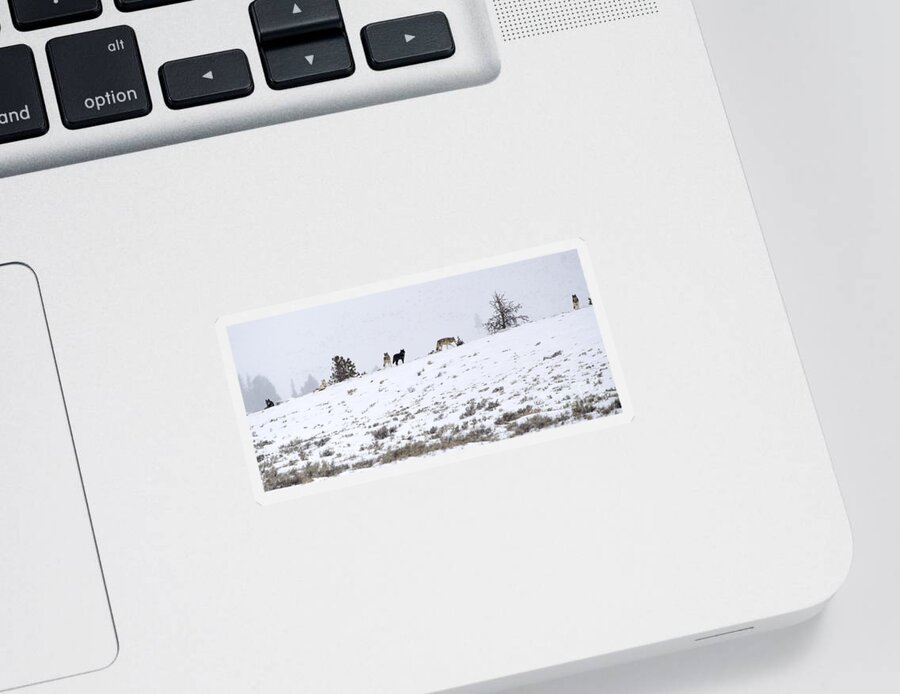 Wolves Sticker featuring the photograph Wolf Pack by Deby Dixon