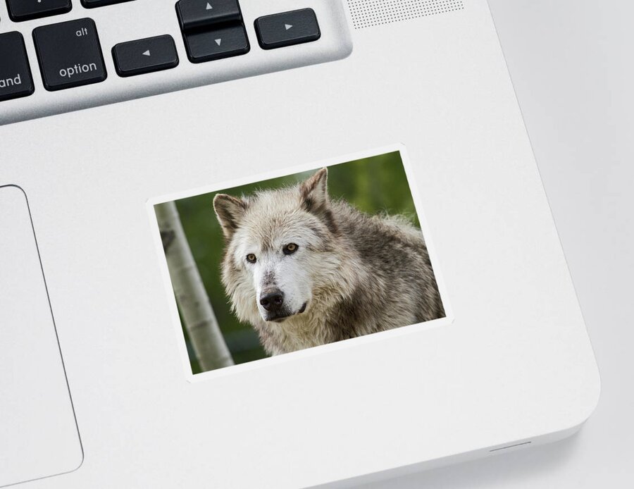 Wolf Sticker featuring the photograph Wolf by Wesley Aston