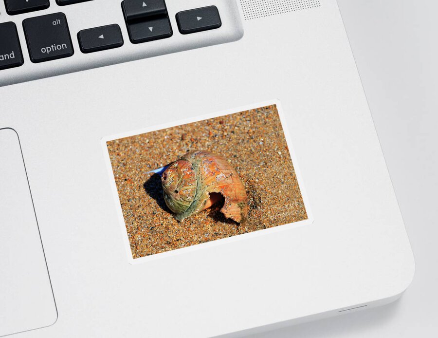Shell Sticker featuring the photograph Wonderful Colors of Nature by Elizabeth Dow