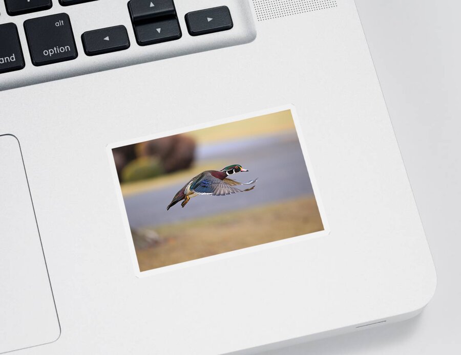 Wood Duck On The Move Sticker featuring the photograph Wood duck on the move by Lynn Hopwood