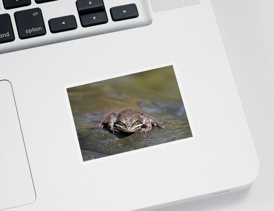 Frog Sticker featuring the photograph Wood Frog Close Up by Christina Rollo