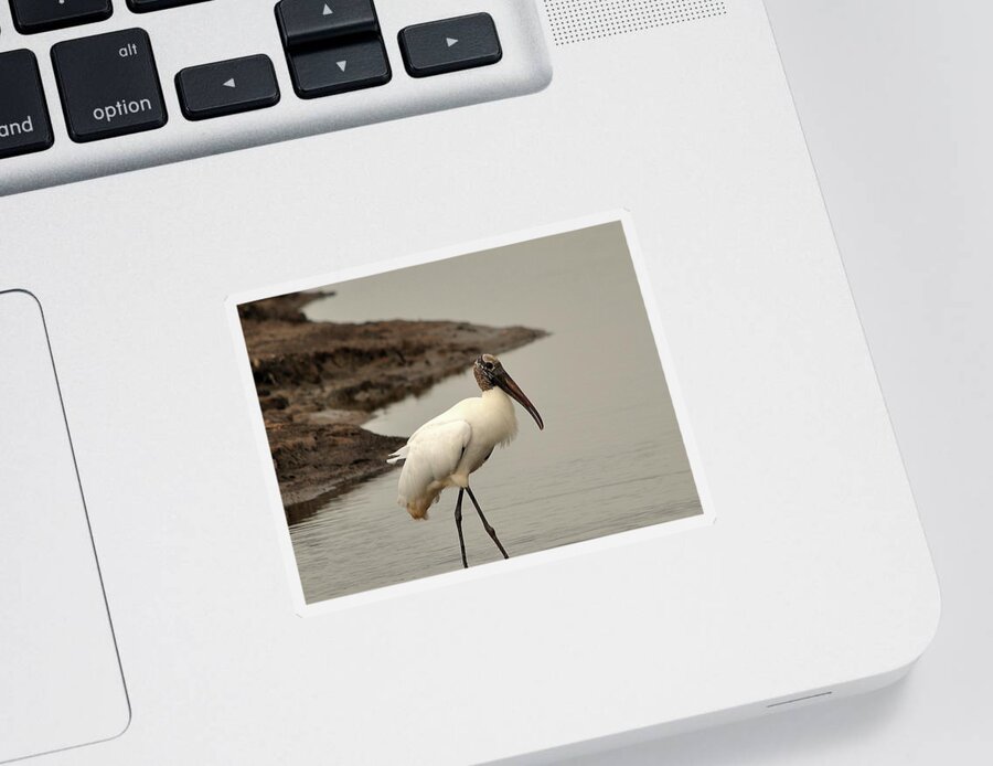 Wood Stork Sticker featuring the photograph Wood Stork Walking by Al Powell Photography USA