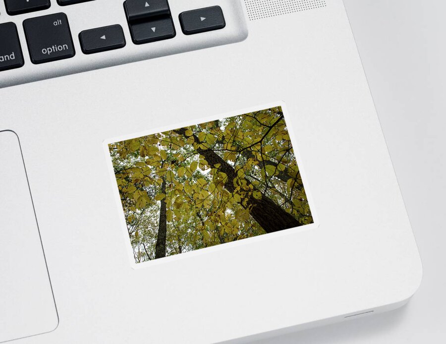Andrew Pacheco Sticker featuring the photograph Woodland Canopy by Andrew Pacheco