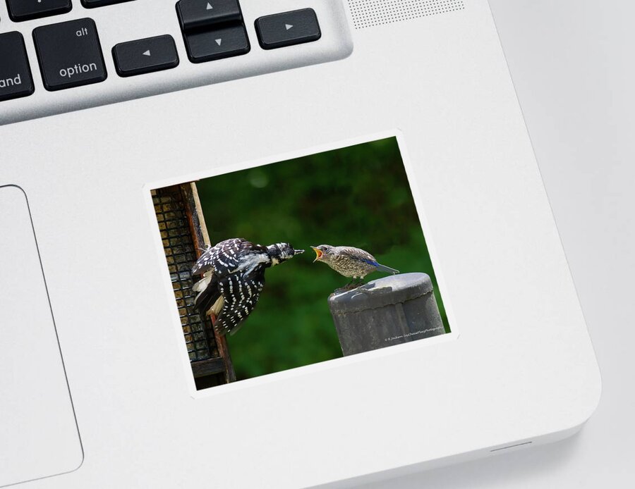 Woodpecker Sticker featuring the photograph Woodpecker Feeding Bluebird by Robert L Jackson